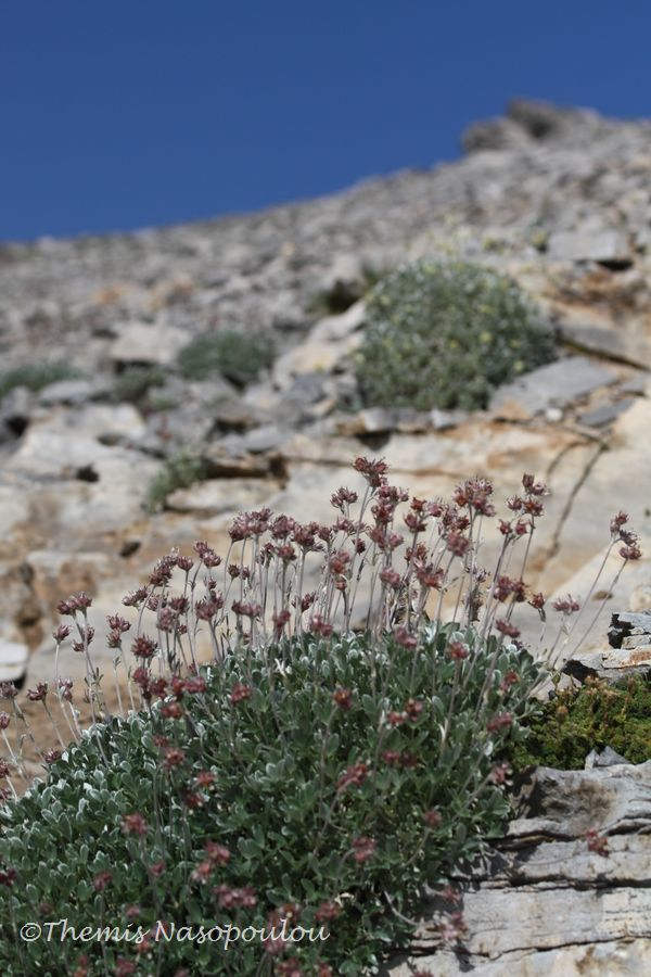 Potentilla deorum.- endemita del M. Olimpo, Grecia